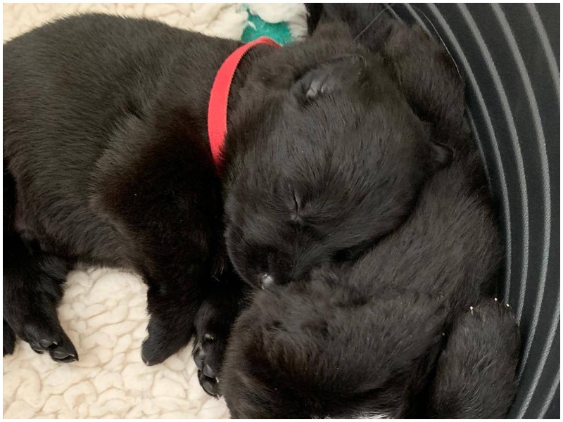 Puppy walkers for sales the police